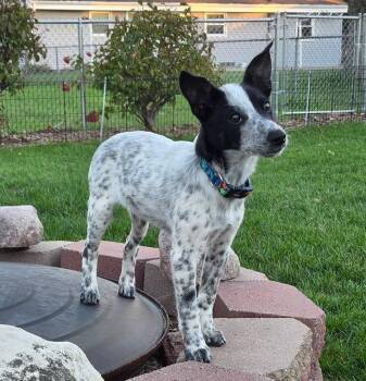 **RUDY** -  Australian Cattle Dog Blue Heeler Dog for Adoption in North Prairie, Wisconsin - **RUDY** | PetCurious