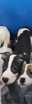 RED -  Mixed Breed Dog for Adoption in Dallas, Texas - RED | PetCurious