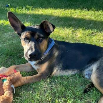 Shepherd Dogs Available for Adoption in Martinez, California - Baxter  | PetCurious