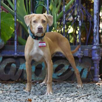 Pawnera -  Labrador Retriever Dog for Adoption in Wake Forest, North Carolina - Pawnera | PetCurious