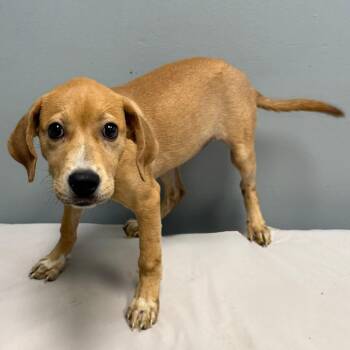 Midway -  Mixed Breed Dog for Adoption in Bennettsville, South Carolina - Midway | PetCurious