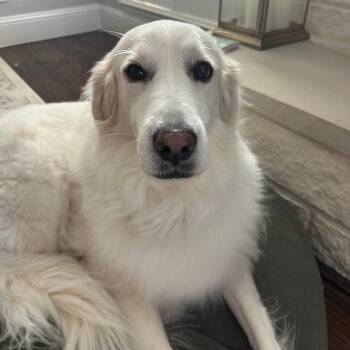 Chloe -  Great Pyrenees Dog for Adoption in Grafton, Ohio - Chloe | PetCurious