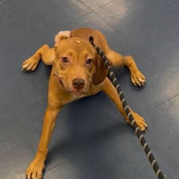 Martha ( neon pink) -  Pit Bull Terrier Dog for Adoption in Los Angeles, California - Martha ( Neon Pink) | PetCurious