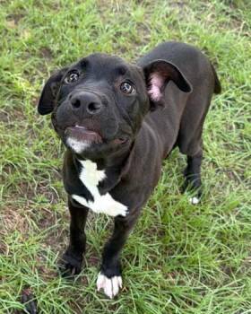 Wall-e -  Pit Bull Terrier and Mixed Breed Dog for Adoption in New Orleans, Louisiana - Wall-e | PetCurious