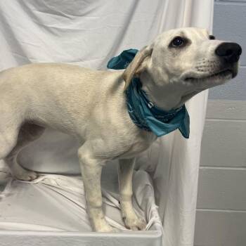 Stella -  Mixed Breed Dog for Adoption in Canal Winchester, Ohio - Stella | PetCurious