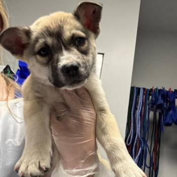 Husky Dogs Available for Adoption in Greenville, South Carolina - Franklin | PetCurious
