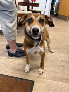 Rottweiler and Labrador Retriever Dogs Available for Adoption - Sparkle | PetCurious