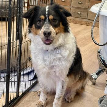 Australian Shepherd and Mixed Breed Dogs Available for Adoption in Fairfax Station, Virginia - Miss Montana | PetCurious