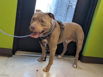 PIERRE -  Pit Bull Terrier Dog for Adoption in Kent, Washington - PIERRE | PetCurious