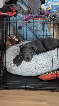 Rescue Pit Bull Terrier Dogs for Adoption in Santa Barbara, California - Francis | PetCurious