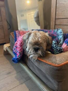 Lots to Love Lenny -  Shih Tzu Dog for Adoption in Randolph, Massachusetts - Lots To Love Lenny | PetCurious