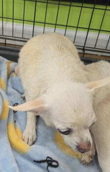 Chihuahua Dogs Available for Adoption in Cleveland, Tennessee - Chevy | PetCurious