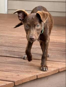 BEAR -  Chocolate Labrador Retriever and English Pointer Dog for Adoption in Lincoln, Nebraska - BEAR | PetCurious