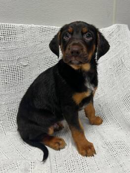 Toot -  Bloodhound Dog for Adoption in Maryville, Missouri - Toot | PetCurious