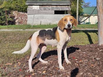 Gemma -  Hound Dog for Adoption in Orangeburg, South Carolina - Gemma | PetCurious
