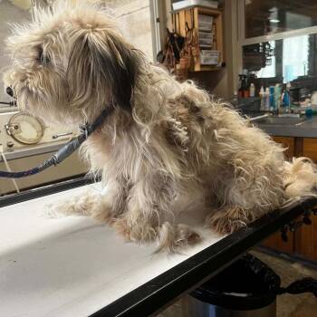 Kit -  Maltese and Mixed Breed Dog for Adoption in Chicago, Illinois - Kit | PetCurious