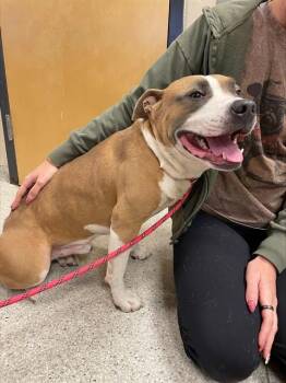 WINSTON -  Pit Bull Terrier Dog for Adoption in Modesto, California - WINSTON | PetCurious