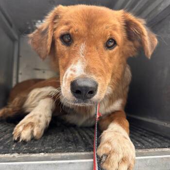 Ranger(Wheezer ) -  Shepherd Dog for Adoption in Edinburg, Texas - Ranger(Wheezer ) | PetCurious