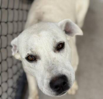 Labrador Retriever Dogs Available for Adoption in Tulsa, Oklahoma - ZUMBA | PetCurious