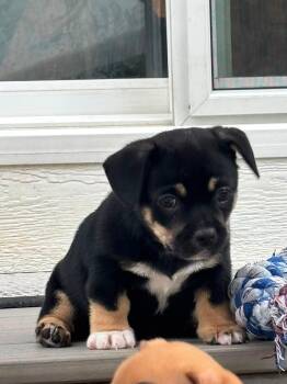 Bear -  Chihuahua and French Bulldog Dog for Adoption in Bromley, Kentucky - Bear | PetCurious