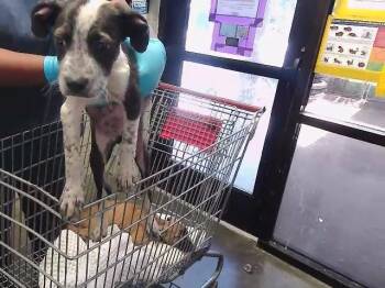 SMOKEY -  Great Dane and Mixed Breed Dog for Adoption in Tulsa, Oklahoma - SMOKEY | PetCurious