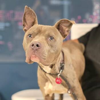 Breeze -  Mixed Breed Dog for Adoption in Newark, New Jersey - Breeze | PetCurious