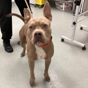Trotter -  Pit Bull Terrier Dog for Adoption in Abilene, Texas - Trotter | PetCurious