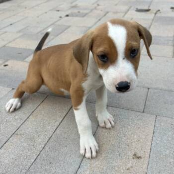 Olive -  Labrador Retriever and Terrier Dog for Adoption in Escondido, California - Olive | PetCurious