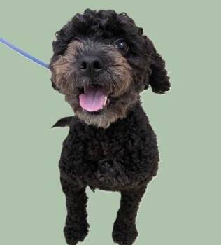 Xander - 54263 -  Miniature Poodle Dog for Adoption in Columbia, Maryland - Xander - 54263 | PetCurious