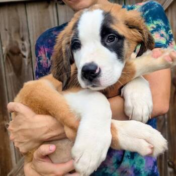 Beethoven -  Saint Bernard Dog for Adoption in Savannah, Georgia - Beethoven | PetCurious