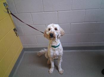 NOVA -  Golden Retriever and Poodle Dog for Adoption in Colorado Springs, Colorado - NOVA | PetCurious