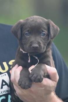 Nugger -  Chocolate Labrador Retriever Dog for Sale in Webster, Florida - Nugger | PetCurious