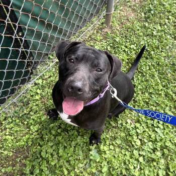 Rescue Pit Bull Terrier Dogs for Adoption in Reisterstown, Maryland - Lorenzo | PetCurious