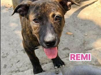 Rescue Labrador Retriever Dogs for Adoption in Williston, Vermont - Remi | PetCurious