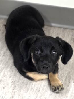 TUCKER -  Labrador Retriever Dog for Adoption in Belmont, New York - TUCKER | PetCurious