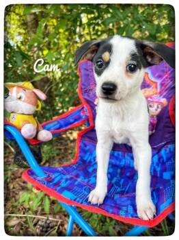 Rat Terrier Dogs Available for Adoption in Sebring, Florida - Cam | PetCurious