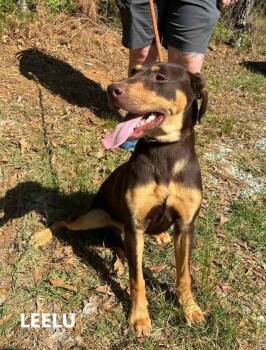 Labrador Retriever and Doberman Pinscher Dogs Available for Adoption in Washington, Georgia - Leelu | PetCurious