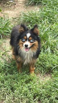 Spook -  Australian Shepherd Dog for Adoption in Blue Springs, Missouri - Spook | PetCurious