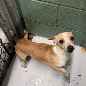 Tex -  Chihuahua Dog for Adoption in Springboro, Ohio - Tex | PetCurious