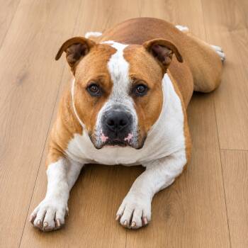 Torita -  American Staffordshire Terrier and Mixed Breed Dog for Adoption in Houston, Texas - Torita | PetCurious