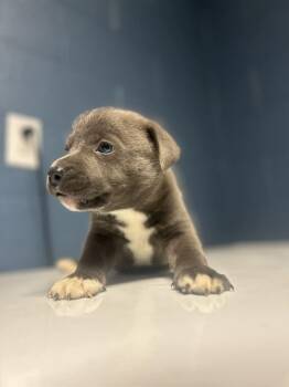 STEWART -  Staffordshire Bull Terrier Dog for Adoption in Athens, Alabama - STEWART | PetCurious