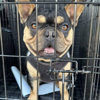 French Bulldog Dogs Available for Adoption - Frankie | PetCurious