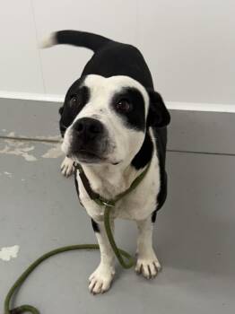 Rescue Terrier Dogs for Adoption in Lancaster, South Carolina - Horace | PetCurious