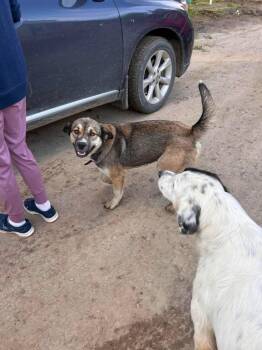 Angel M -  German Shepherd Dog Dog for Adoption in Edmonton, Alberta - Angel M | PetCurious