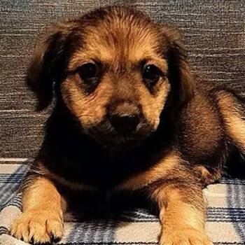 Ringo -  Mixed Breed Dog for Adoption in Boone, Iowa - Ringo | PetCurious