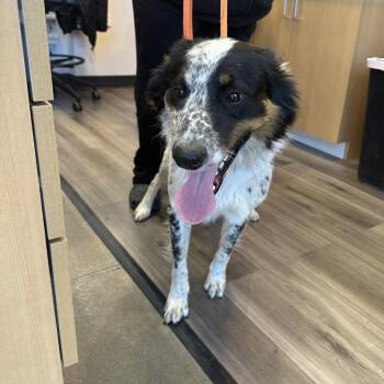 Bruno -  Border Collie Dog for Adoption in York, Pennsylvania - Bruno | PetCurious