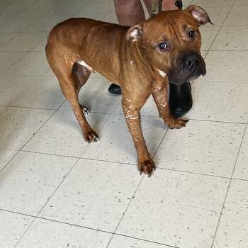 Bean Brain -  Mixed Breed Dog for Adoption in Davenport, Iowa - Bean Brain | PetCurious
