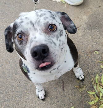 Rescue Pit Bull Terrier Dogs for Adoption in Ocean Township, New Jersey - Coco | PetCurious