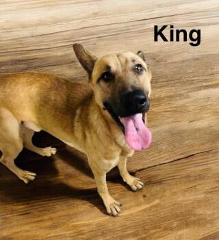 Rescue German Shepherd Dog Dogs for Adoption in Eloise, Florida - King | PetCurious