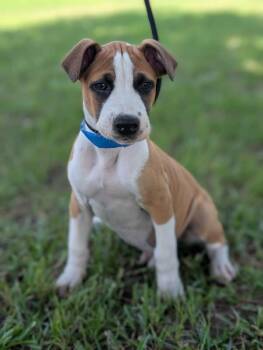 Kirk Douglas -  Boxer and Mixed Breed Dog for Adoption in Aiken, South Carolina - Kirk Douglas | PetCurious